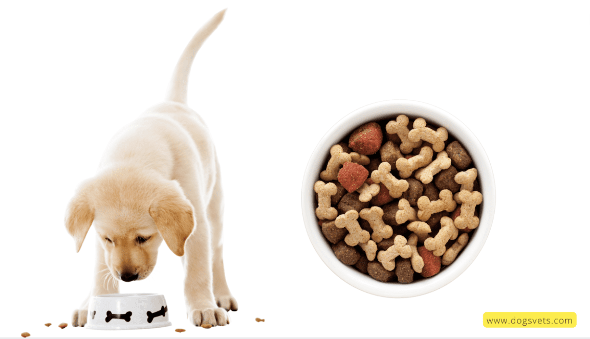 Tips for Finding Top Affordable Dog Food Choices
